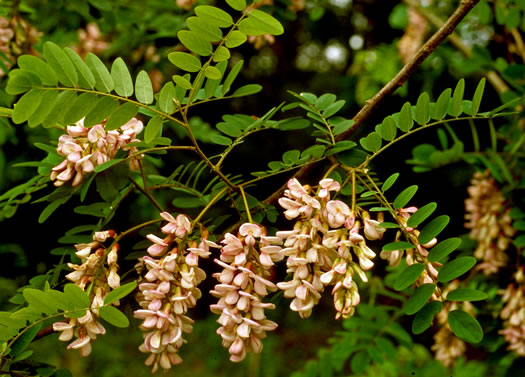 image of Robinia hartwigii, Granite Dome Locust, Highlands Locust, Hartwig's Locust