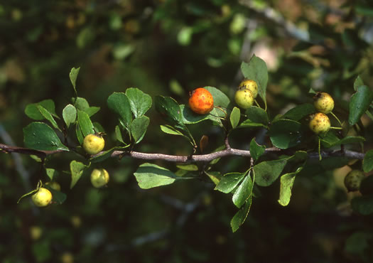 image of Crataegus lassa var. integra, Lake Ella Hawthorn