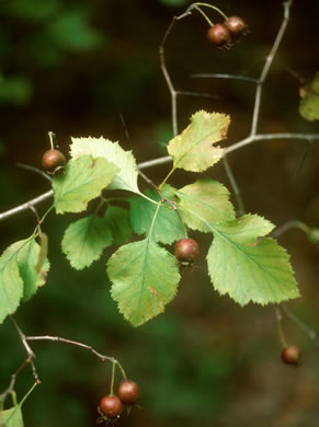 image of Crataegus intricata var. biltmoreana, Biltmore Hawthorn