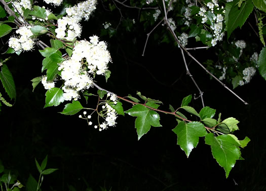 image of Crataegus phaenopyrum, Washington Hawthorn, Virginia Hawthorn