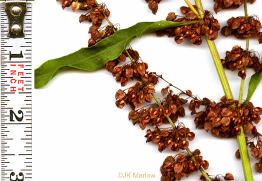 image of Rumex crispus ssp. crispus, Curly Dock, Yellow Dock