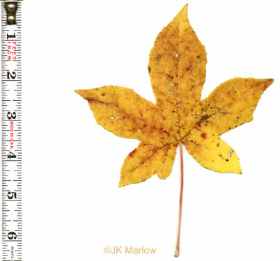 image of Liquidambar styraciflua, Sweetgum