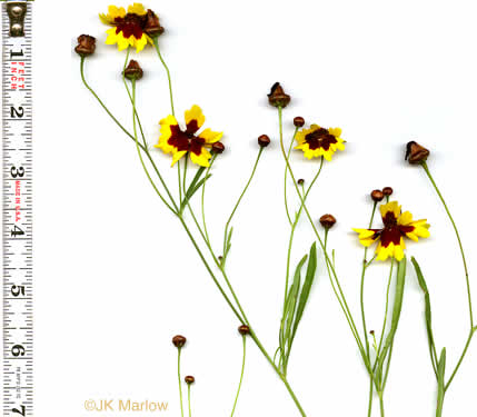 image of Coreopsis tinctoria var. tinctoria, Plains Coreopsis, Calliopsis, Garden Coreopsis, Golden Tickseed