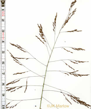 panicle