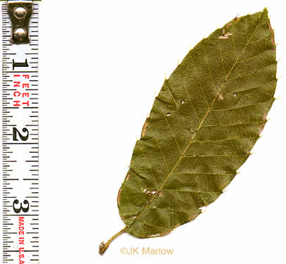 image of Quercus acutissima, Sawtooth Oak