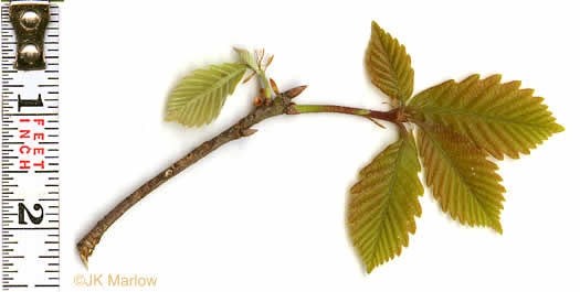 image of Quercus montana, Rock Chestnut Oak, Mountain Oak, Tanbark Oak