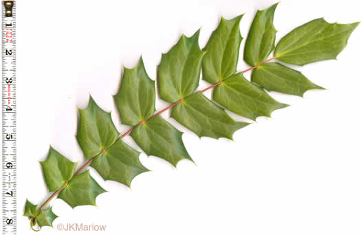 image of Mahonia bealei, Leatherleaf Mahonia, Chinese Mahonia, Holly-grape