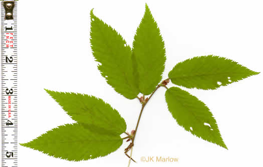 image of Betula alleghaniensis, Yellow Birch