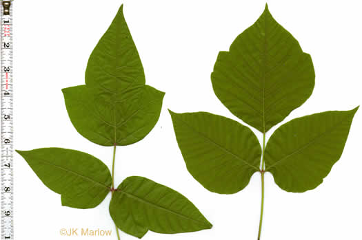 image of Toxicodendron radicans var. radicans, Eastern Poison Ivy