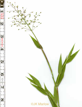 image of Dichanthelium acuminatum var. acuminatum, Woolly Witchgrass, Woolly Rosette Grass, Tapered Rosette Grass