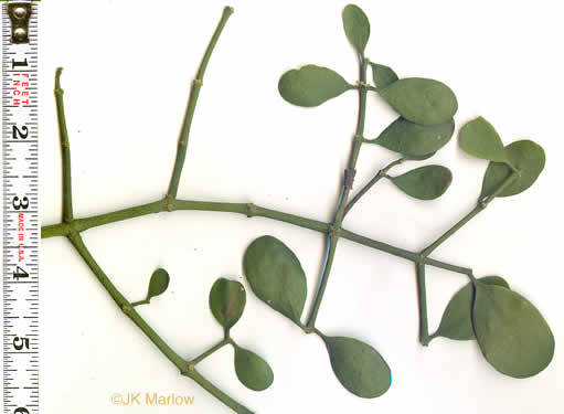 image of Phoradendron leucarpum ssp. leucarpum, American Mistletoe, Christmas Mistletoe