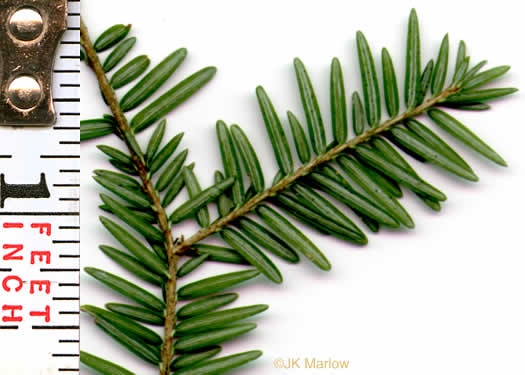 image of Tsuga canadensis, Eastern Hemlock, Canada Hemlock, Spruce Pine, Hemlock Spruce