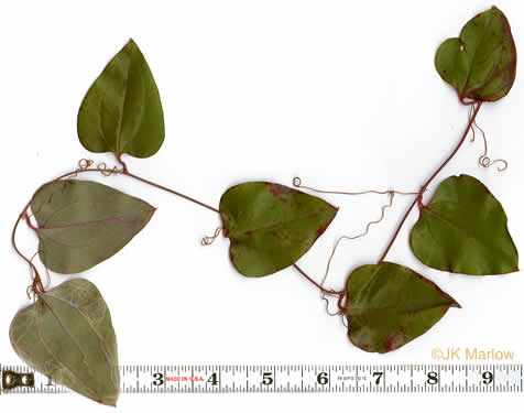 image of Smilax rotundifolia, Common Greenbrier, Common Catbrier, Bullbrier, Horsebrier