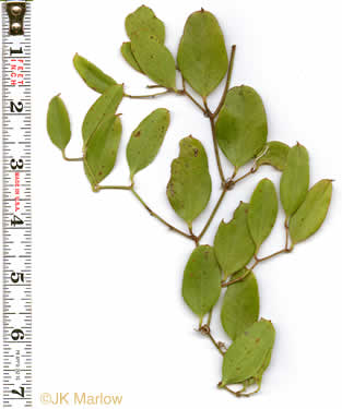 image of Smilax auriculata, Dune Greenbrier