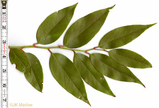 image of Leucothoe fontanesiana, Mountain Doghobble, Highland Doghobble, Switch-ivy