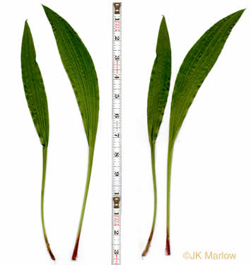 image of Plantago lanceolata, English Plantain, Buckhorn Plantain, Rib-grass, Narrowleaf Plantain