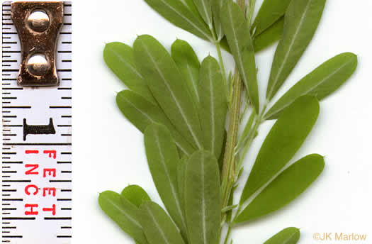 image of Lespedeza cuneata, Sericea Lespedeza, Chinese Lespedeza, Sericea