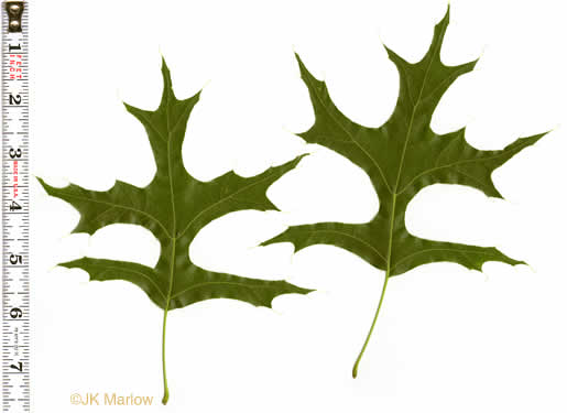 image of Quercus palustris, Pin Oak