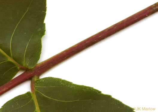 petiole