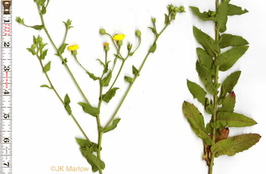 image of Heterotheca subaxillaris, Camphorweed