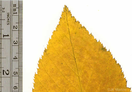 image of Betula lenta var. lenta, Sweet Birch, Cherry Birch, Black Birch, "Mahogany"