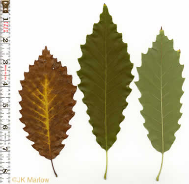 image of Quercus muehlenbergii, Chinquapin Oak, Yellow Chestnut Oak, Yellow Oak