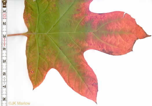 image of Hydrangea quercifolia, Oakleaf Hydrangea