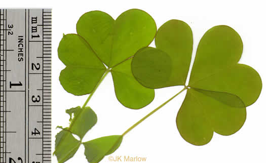 image of Oxalis grandis, Large Wood-sorrel, Great Yellow Wood-sorrel