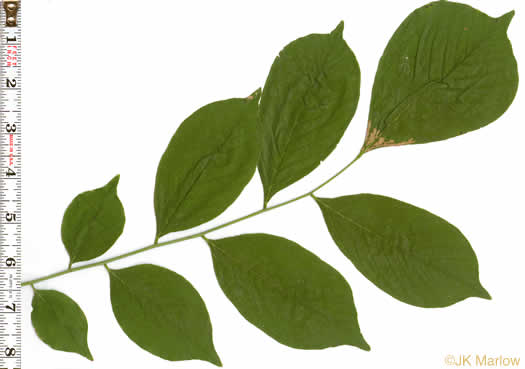 image of Cladrastis kentukea, Kentucky Yellowwood, Gopherwood