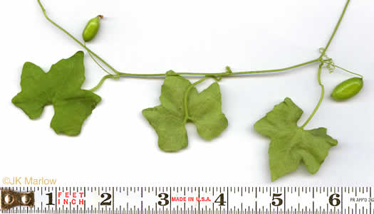 image of Melothria pendula, Creeping Cucumber