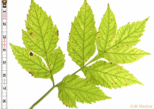 image of Angelica triquinata, Mountain Angelica, Appalachian Angelica, Filmy Angelica