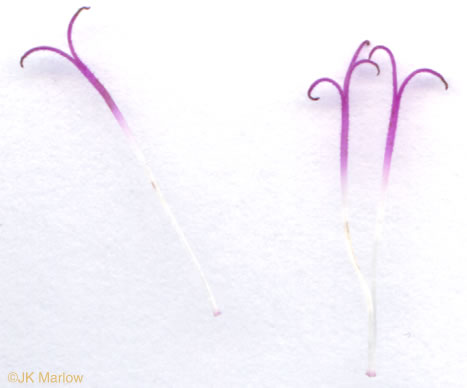 image of Vernonia noveboracensis, New York Ironweed