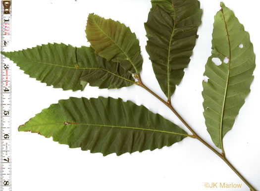 image of Castanea dentata, American Chestnut