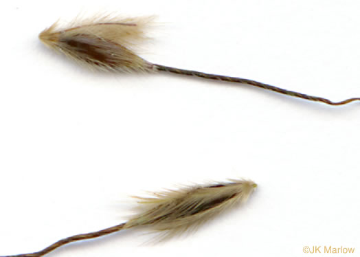 image of Sorghastrum elliottii, Elliot's Indiangrass, Slender Indiangrass, Nodding Indiangrass