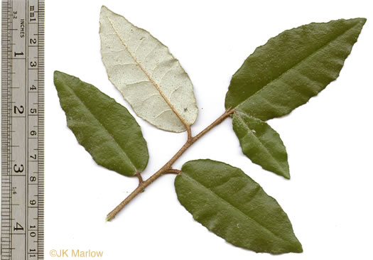 image of Elaeagnus pungens, Thorny Olive, Autumn Siverberry, Silverthorn, Thorny Elaeagnus