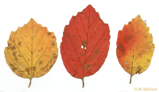 image of Fothergilla gardenii, Coastal Witch-alder, Pocosin Witch-alder, Dwarf Witch-alder, Fothergilla