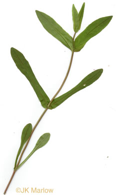 image of Valerianella radiata, Beaked Cornsalad