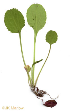 image of Packera obovata, Roundleaf Ragwort, Roundleaf Groundsel, Spatulate-leaved Ragwort, Running Ragwort