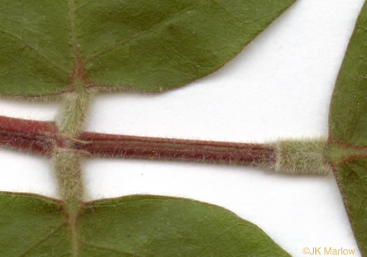 image of Desmodium rotundifolium, Roundleaf Tick-trefoil, Dollarleaf, Prostrate Tick-trefoil, Sessileleaf Tick-trefoil