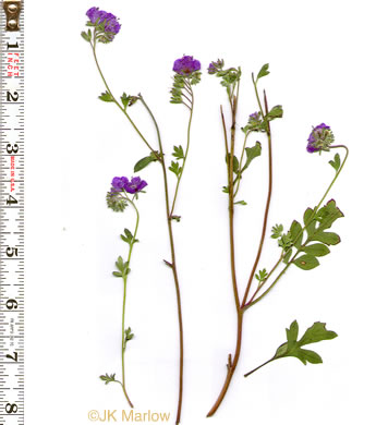 image of Phacelia maculata, Spotted Phacelia, Flatrock Phacelia