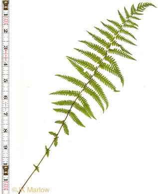 image of Amauropelta noveboracensis, New York Fern