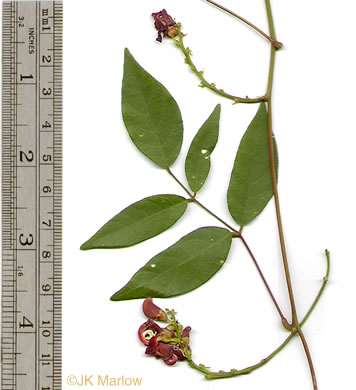 image of Apios americana, American Groundnut, Common Groundnut