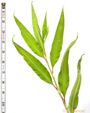 image of Persicaria lapathifolia, Dockleaf Smartweed, Willow-weed, Pale Smartweed