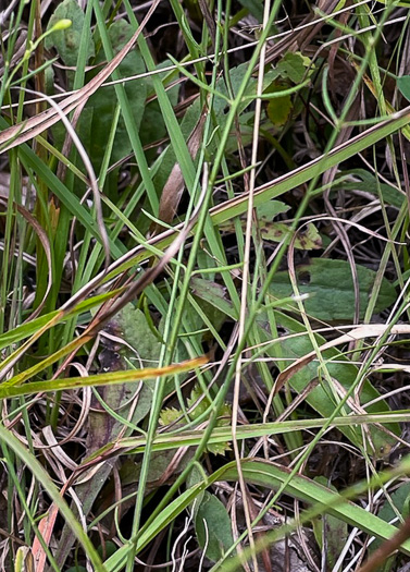 image of Agalinis decemloba, Tenlobe Gerardia, Sandplain Agalinis, Tenlobe False Falseglove