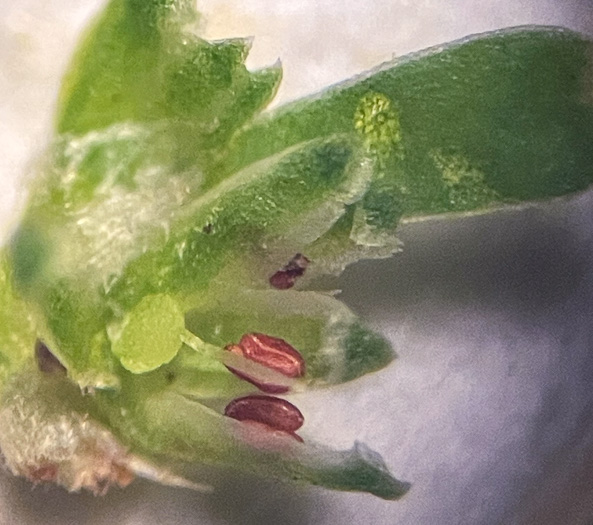 image of Paronychia montana, Mountain Nailwort, Shale-barren Whitlow-wort