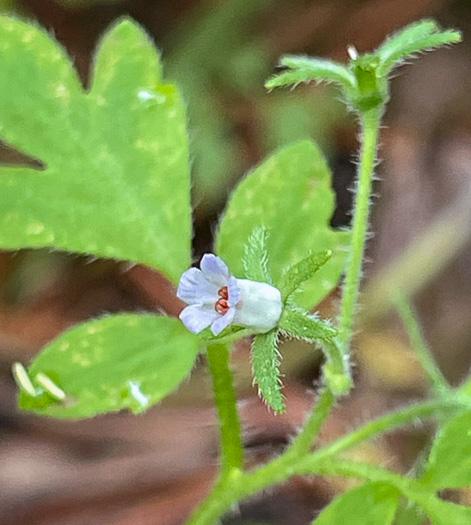 image of Phacelia covillei, Coville's Phacelia, Eastern Buttercup Phacelia