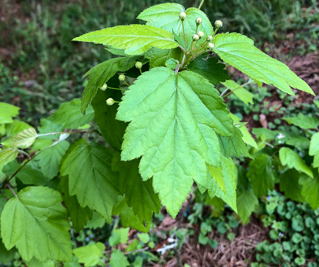 image of Malus coronaria, Sweet Crabapple, Wild Crabapple