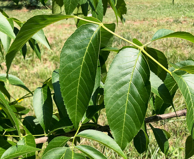 image of Fraxinus quadrangulata, Blue Ash