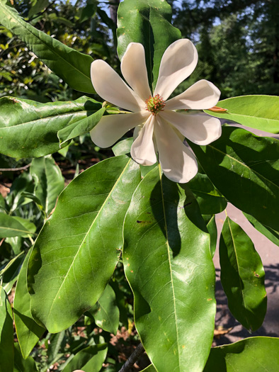 image of Magnolia virginiana +, Sweetbay, Sweetbay Magnolia, Swampbay