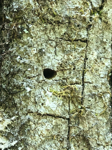 image of Fraxinus pennsylvanica, Green Ash, Red Ash